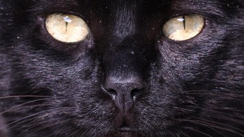 FOTO: Surga Kucing di Tengah Kota Lima, Peru
