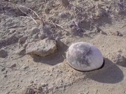 Langka! Telur Dinosaurus Ditemukan Sempurna Setelah 70 Juta Tahun Langka! Telur Dinosaurus Ditemukan Sempurna Setelah 70 Juta Tahun
