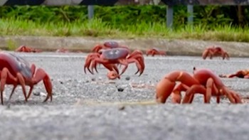 VIDEO: Momen Jutaan Kepiting di Pulau Christmas Migrasi ke Laut