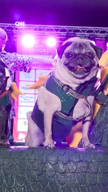 Anabul Pesta Kostum Ikuti Rayakan Halloween