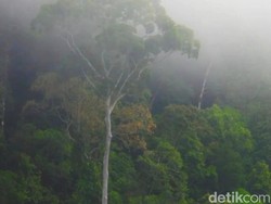 PLTA Mentarang Akan Tenggelamkan Ruang Hidup, Ganti Rugi Rp 350/Meter Ditolak PLTA Mentarang Akan Tenggelamkan Ruang Hidup, Ganti Rugi Rp 350/Meter Ditolak