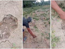 Jejak Harimau Ditemukan di Way Kanan, BKSDA Lampung Minta Tetap Waspada Jejak Harimau Ditemukan di Way Kanan, BKSDA Lampung Minta Tetap Waspada