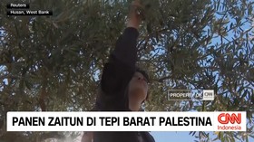 VIDEO: Panen Zaitun di Tepi Barat Terganggu Blokade Militer Israel