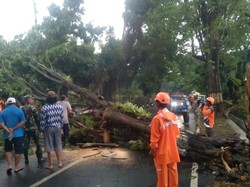 Evakuasi Pohon Tumbang di Jalan Wisata Prigen-Pandaan Tuntas, Lalin Normal Evakuasi Pohon Tumbang di Jalan Wisata Prigen-Pandaan Tuntas, Lalin Normal