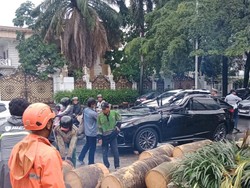 Pohon Tumbang Timpa Lexus di Pondok Indah, Pengemudi Tewas