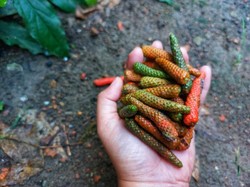 5 Fakta Menarik Cabai Jawa, Rempah Unik yang Mirip Buah 5 Fakta Menarik Cabai Jawa, Rempah Unik yang Mirip Buah