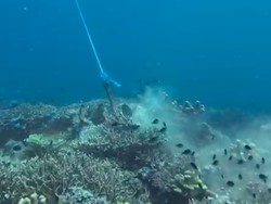Jangkar Kapal Wisata Rusak Terumbu Karang di TN Komodo, Nakhoda Diperiksa Jangkar Kapal Wisata Rusak Terumbu Karang di TN Komodo, Nakhoda Diperiksa