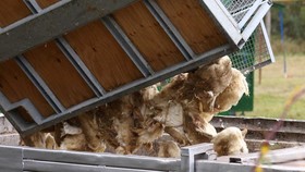Ilmuwan Australia deteksi flu burung varian H5 pada burung laut. Temuan ini menandakan penyebaran virus menular di seluruh benua.