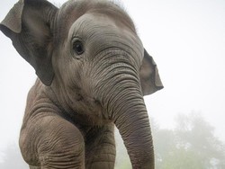 Sekeluarga di Pekanbaru Diserang Gajah, 1 Bocah Dievakuasi ke RS Sekeluarga di Pekanbaru Diserang Gajah, 1 Bocah Dievakuasi ke RS