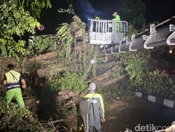 Pohon Beringin Raksasa Tumbang Tutup Jalan Arah Stasiun Bogor