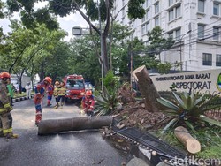 Pohon Tumbang Bikin Lalin di Jalan Surapati Bandung Macet Pohon Tumbang Bikin Lalin di Jalan Surapati Bandung Macet