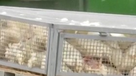 Wabah Flu Burung Landa Jerman, 15 Ribu Hewan Dimusnahkan