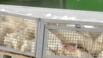 VIDEO: Wabah Flu Burung Melanda Jerman, 15 Ribu Hewan Dimusnahkan
