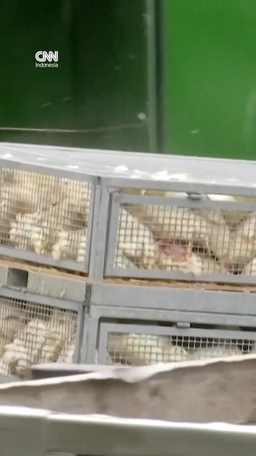 Wabah Flu Burung Landa Jerman, 15 Ribu Hewan Dimusnahkan