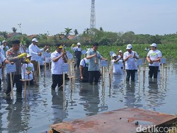 Gibran Tanam Mangrove di Tangerang, Minta Kawasan Pesisir Ditangani Serius Gibran Tanam Mangrove di Tangerang, Minta Kawasan Pesisir Ditangani Serius