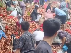 Viral Warga Serbu Bawang Bombai yang Dibuang di Batam Viral Warga Serbu Bawang Bombai yang Dibuang di Batam