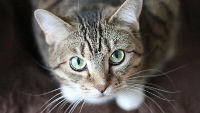 Kucing bisa berlari dan berkelit dari terkaman harimau dengan semua kekuatannya. Setelah bebas, kucing bisa berlari dengan cepat mencari selamat dari serangan harimau.