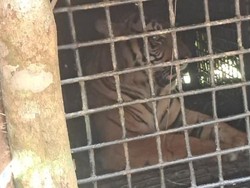 Harimau Sumatera Masuk Kandang Jebak di Lampung Barat Harimau Sumatera Masuk Kandang Jebak di Lampung Barat