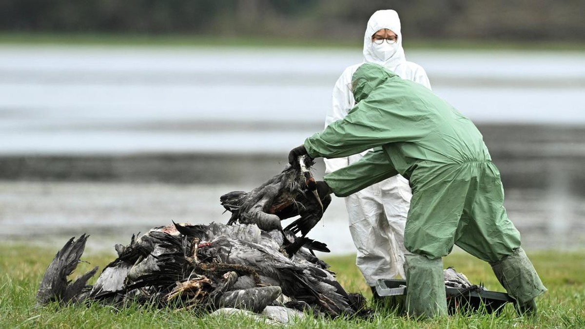 Kasus Flu Burung H5 Pertama Ditemukan di Negara Tetangga RI