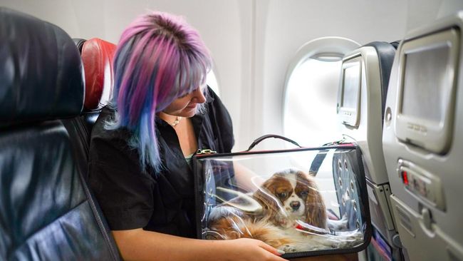Maskapai penerbangan Virgin Australia jadi yang pertama di negaranya untuk mengizinkan hewan peliharaan masuk kabin.