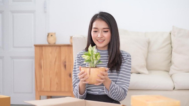 Ilustrasi tanaman hias Yong Asian woman picking small tree from container box to decorate new house.