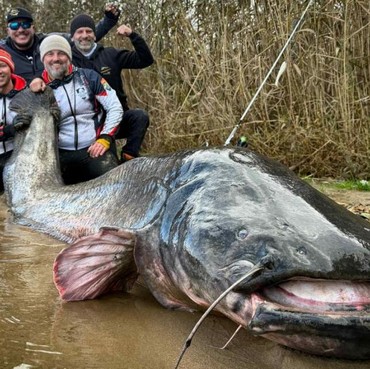 3 Ikan Lain Pengganti Lele yang Lezat dan Kaya Nutrisi