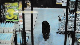 Krisis Populasi, Warga di Jepang Lebih Sering Lihat Beruang