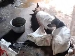 Viral Anjing-anjing Dikarung Diduga Dijual buat Konsumsi di Bantul
