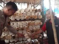 Perkuat Pangan Lokal, Bhabin di Dumai Sukses Dampingi Budidaya Jamur-Cabai Perkuat Pangan Lokal, Bhabin di Dumai Sukses Dampingi Budidaya Jamur-Cabai