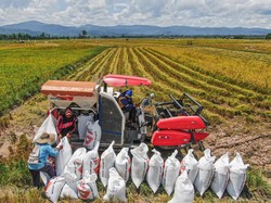 Produksi Padi di Sumsel Diproyeksi Naik Jadi 1,27 Ton Tahun Ini