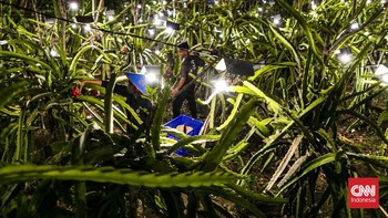 FOTO: Buah Naga yang Bersemi di Tengah Lautan Cahaya