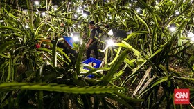 FOTO: Buah Naga yang Bersemi di Tengah Lautan Cahaya