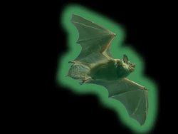 Kelelawar Glow in the Dark Bikin Ilmuwan Penasaran Kelelawar Glow in the Dark Bikin Ilmuwan Penasaran