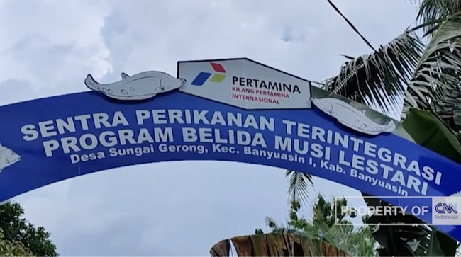 Pertamina Dukung Ekonomi Lokal di Sumsel Lewat Budidaya Ikan Belida Selain pelestarian, program Belida Musi Lestari turut memperkuat ekonomi keluarga di sekitar wilayah operasional Pertamina Refinery Unit III Plaju.