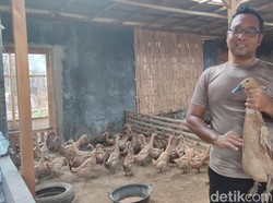 Perwira Polisi Asal Klaten Cuan dari Beternak Bebek Perwira Polisi Asal Klaten Cuan dari Beternak Bebek