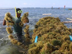 Awalnya Kesulitan, Petani di Sumba Timur Kini Panen 6 Ton Bibit Rumput Laut Awalnya Kesulitan, Petani di Sumba Timur Kini Panen 6 Ton Bibit Rumput Laut