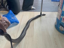 Pesan Terakhir Pria Digigit Kobra Saat Telepon Nenek Sebelum Tewas Pesan Terakhir Pria Digigit Kobra Saat Telepon Nenek Sebelum Tewas