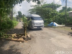 Protes Pemprov NTB, Warga Lombok Barat Tanam Pohon di Jalan Berlubang Protes Pemprov NTB, Warga Lombok Barat Tanam Pohon di Jalan Berlubang