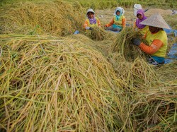 Tetap Panen Saat Musim Hujan, Bagaimana Tipsnya?