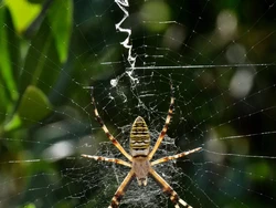 Pernah Lihat Zigzag di Jaring Laba-laba? Ternyata Ini Maksudnya Pernah Lihat Zigzag di Jaring Laba-laba? Ternyata Ini Maksudnya