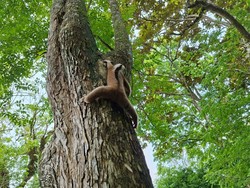 Populasi Kukang Jawa dan Kucing Hutan di Pangandaran Terancam Punah Populasi Kukang Jawa dan Kucing Hutan di Pangandaran Terancam Punah