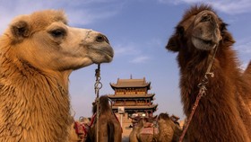 FOTO: Menelusuri Jiayu Pass, Bagian Ikonik dari Tembok Besar China