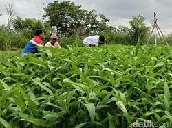 Kilau Energi Surya di Lahan Gambut Pulau Semambu Beri Sumber Kehidupan Kilau Energi Surya di Lahan Gambut Pulau Semambu Beri Sumber Kehidupan