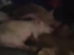 Mobil Berstiker SPPG di Nisel Angkut Babi, BGN Sumut Beri Penjelasan Mobil Berstiker SPPG di Nisel Angkut Babi, BGN Sumut Beri Penjelasan