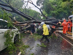 Penampakan Pohon Besar Tumbang di Dharmawangsa Jaksel Timpa 5 Mobil