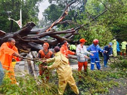 Distamhut DKI Pastikan Tak Persulit Syarat Santunan Korban Pohon Tumbang Distamhut DKI Pastikan Tak Persulit Syarat Santunan Korban Pohon Tumbang