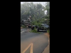 Video: Pohon Besar Tumbang Timpa Mobil di Dharmawangsa