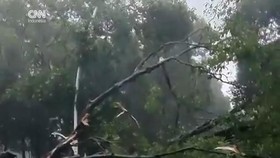 Pohon Tumbang Timpa 5 Mobil di Jaksel, Satu Orang Meninggal Dunia