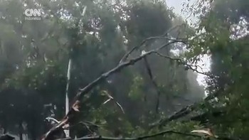 Pohon Tumbang Timpa 5 Mobil di Jaksel, Satu Orang Meninggal Dunia