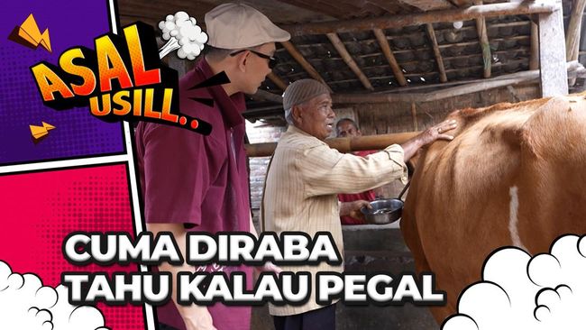 Mbah Dul Tukang Pijat Sapi Asal Bantul Bisa Bikin Hewan Jadi Relaks